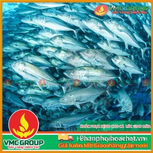 phong-benh-ca-nuoi-ao-mua-nuoc-noi-pphcvm-2